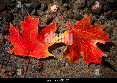 Zwei roten Herbstlaub Ahorn im seichten Seewasser mit Steinen am Boden Stockfoto