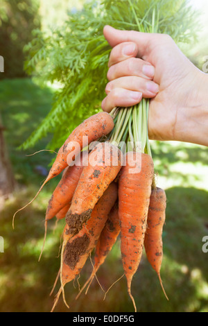 Hand, die Reihe von frischen Bio homegrown Karotten geerntet von Garten mit Schmutz Stockfoto