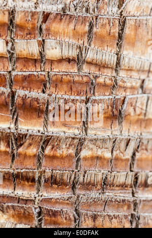 Schuss von einem umständlich Palm t-Stück Rinde hautnah Stockfoto