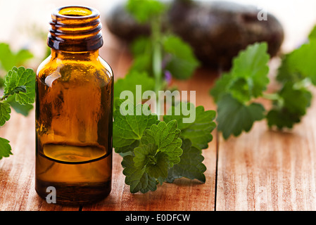 Öl-spa Stockfoto