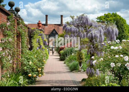 Blühende Wisteria Floribunda Domino an der RHS Wisley Gärten in England Stockfoto