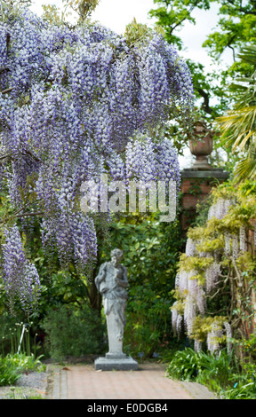 Blühende Wisteria Floribunda Domino an der RHS Wisley Gärten in England Stockfoto