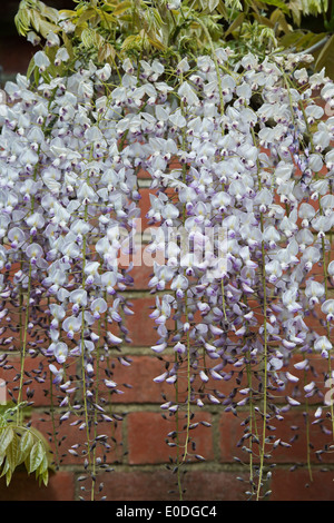 Blühende Wisteria Floribunda Kuchi Beni gegen eine Mauer. RHS Wisley Gradens, S Stockfoto