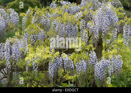 Wisteria Floribunda Multijuga um eine Holzbrücke an der RHS Wisley Gärten in England Stockfoto