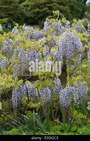 Wisteria Floribunda Multijuga um eine Holzbrücke an der RHS Wisley Gärten in England Stockfoto