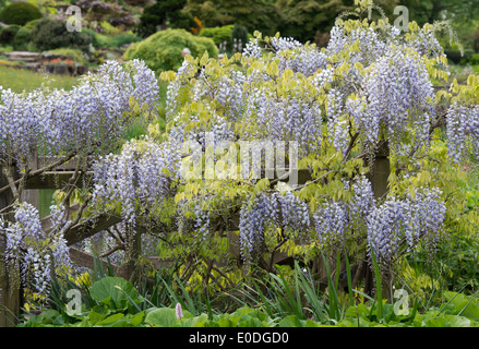 Wisteria Floribunda Multijuga um eine Holzbrücke an der RHS Wisley Gärten in England Stockfoto