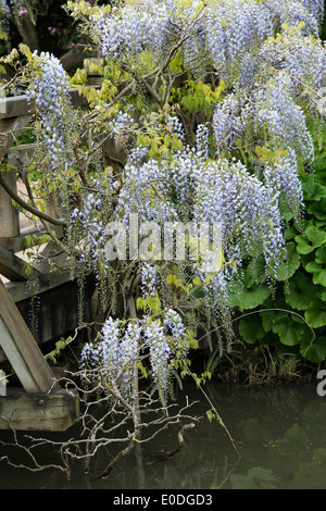 Wisteria Floribunda Multijuga um eine Holzbrücke an der RHS Wisley Gärten in England Stockfoto