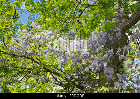 Wisteria Floribunda wächst in und um einen Baum in einem englischen Garten blühen Stockfoto