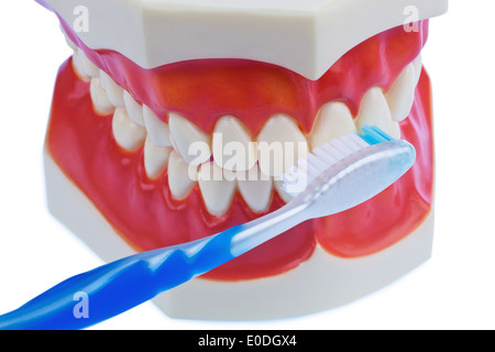 Eine dental-Modell mit Zahnbürste mit dem Zahn reinigen. Zahnreinigung beugt Karies., Ein Zahnmodell Mit Zahnbuerste Beim Zaehn Stockfoto