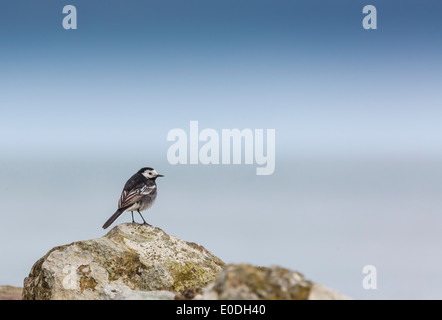 Ein Pied Bachstelze auf einer Steinmauer in County Antrim North Coast Nordirland Stockfoto