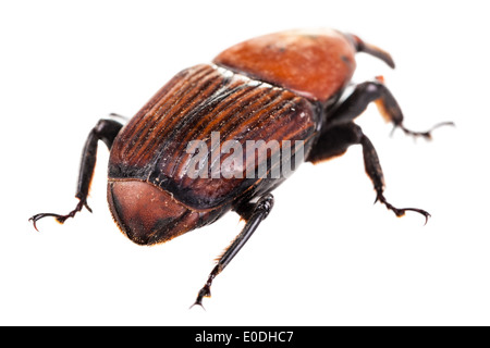 Makroaufnahme eines roten Kornkäfers isoliert auf weiß Stockfoto