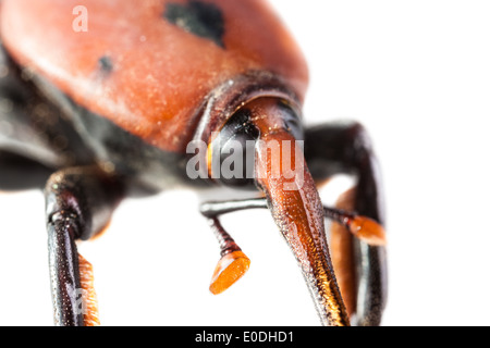 Makroaufnahme eines roten Kornkäfers isoliert auf weiß Stockfoto