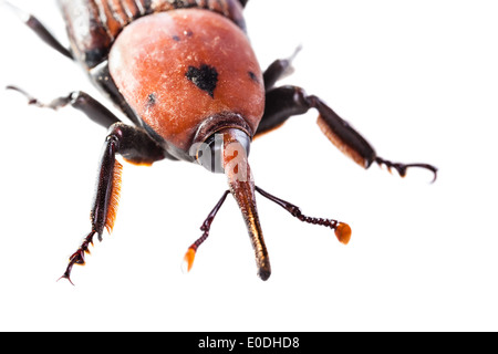 Makroaufnahme eines roten Kornkäfers isoliert auf weiß Stockfoto