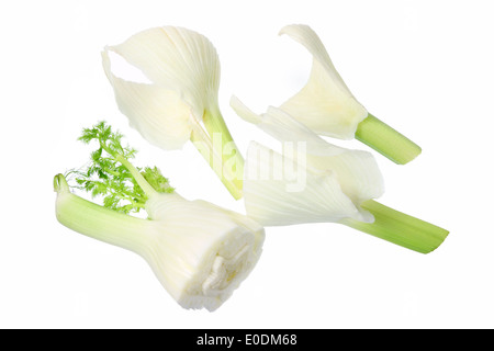 Stücke von Fenchel Stockfoto