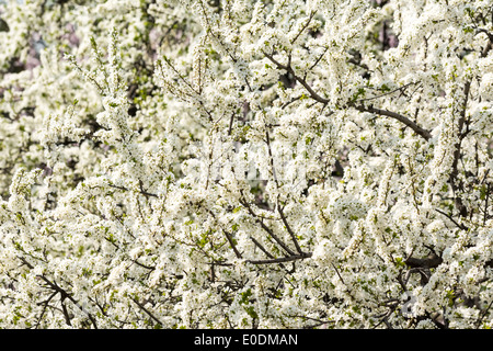 Apfelbaum weiße Blumen blühen im Frühling Stockfoto