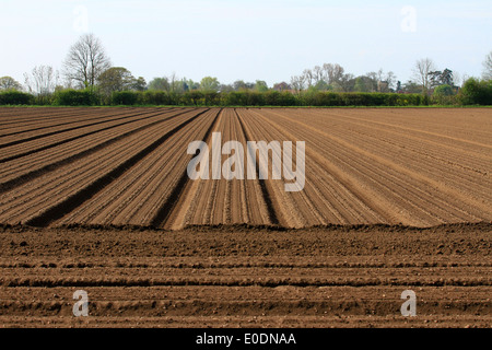 Pflugfeld, Muster, gerade Furchen, Boden, Saatbett, Herbstboden, gesät, bebaut, Landwirtschaft, künstlerische Linien, Pflanzen, Kultivieren, Pflügen, Stockfoto