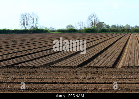 Pflugfeld, Muster, gerade Furchen, Boden, Saatbett, Herbstboden, gesät, bebaut, Landwirtschaft, künstlerische Linien, Pflanzen, Kultivieren, Pflügen, Stockfoto