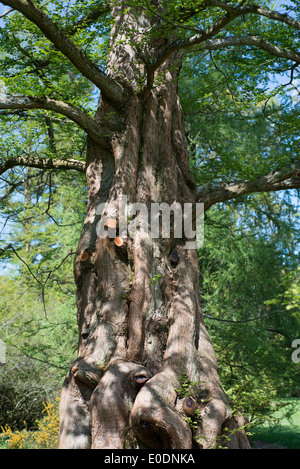 Metasequoia Glyptostroboides, Dawn Redwood-Baum, vom Aussterben bedrohte Nadel-Baum, heimisch in China, Wisley Garden, Surrey, England Stockfoto