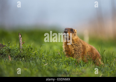 Bobak Murmeltier (Marmota Bobak) Stockfoto