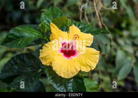 Hibiscus Rosa Sinensis oder chinesische Hibiskusblüte Stockfoto