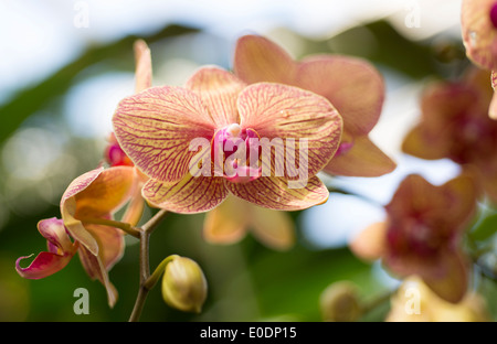 Orchidee Blume Stockfoto