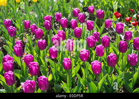 Tulpen, Tulipa 'Purple Prince' Stockfoto