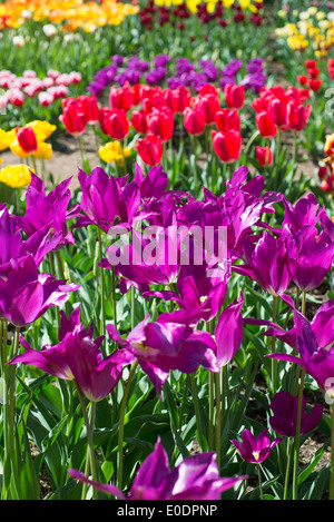 Tulpen, Tulipa "Lila Traum" Stockfoto