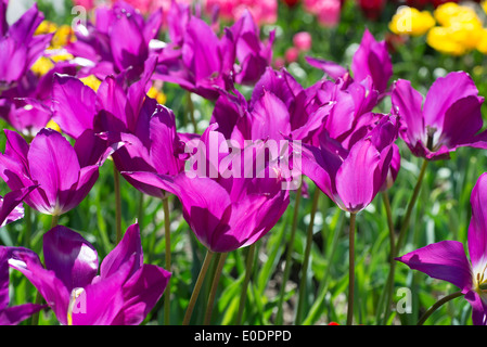 Tulpen, Tulipa "Lila Traum" Stockfoto