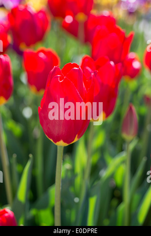 Tulpen, Tulipa "Wisley" Stockfoto