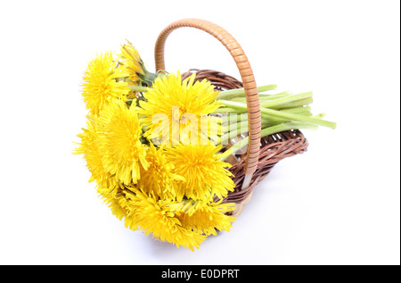 Blumenstrauß Gelb des Löwenzahns in Weidenkorb. Isoliert auf weißem Hintergrund Stockfoto