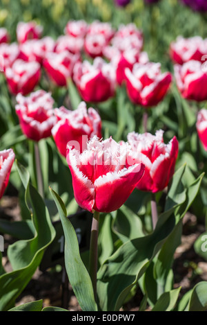 Tulpen, Tulipa "Canasta" Stockfoto