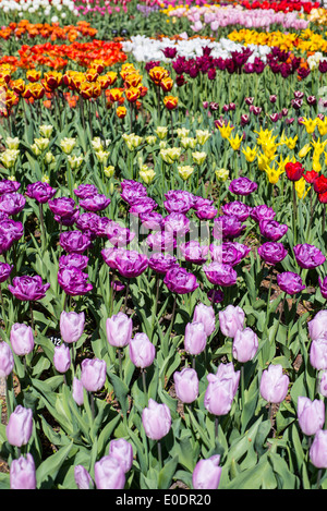 Verschiedene Arten von Tulpen mit Tulipa 'Candy Prince' im Vordergrund (hellviolett) Stockfoto