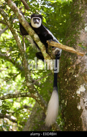 Black And White Colobus Affen im Kakamega Forest Reserve, Kenia in Ostafrika. Stockfoto