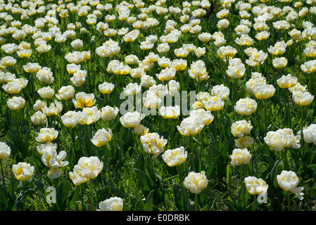 Tulpe Tulipa "Flammenden Evita" Stockfoto