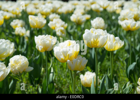 Tulpe Tulipa "Flammenden Evita" Stockfoto