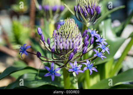 Scilla hughii Stockfoto