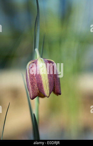 Fritillary, Fritillaria Aff. crassifolia Stockfoto