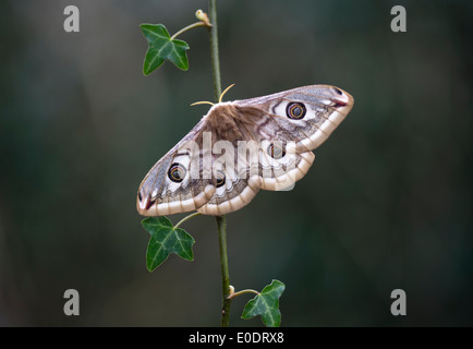 Kaiser-Motte, Saturnia Pavonia, Weiblich Stockfoto