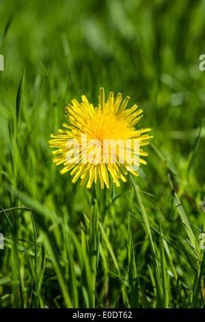 Löwenzahn Blüte Taraxacum Stockfoto