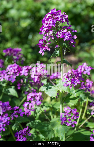 LUNARIA Annua, Ehrlichkeit oder Einjähriges Silberblatt in Blüte Stockfoto