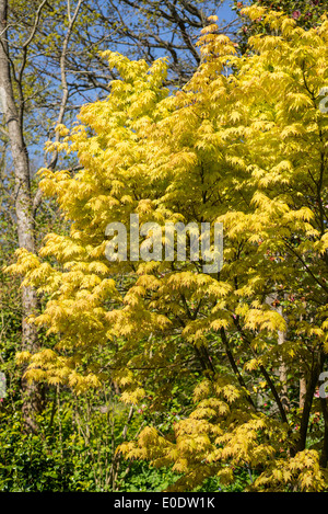 Acer Palmatum 'Orange Dream' Stockfoto