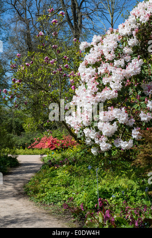 Rhododendron "Loderi rosa Diamant" Stockfoto