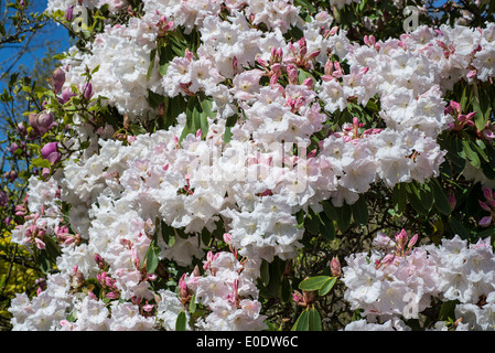 Rhododendron "Loderi rosa Diamant" Stockfoto