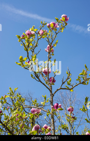 Rhododendron "Loderi rosa Diamant" Stockfoto