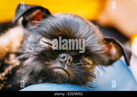 Schwarzer Hund Griffon Bruxellois (Brüsseler Griffon, Griffon Belge) Großaufnahme auf Womans Schoß schlafen Stockfoto