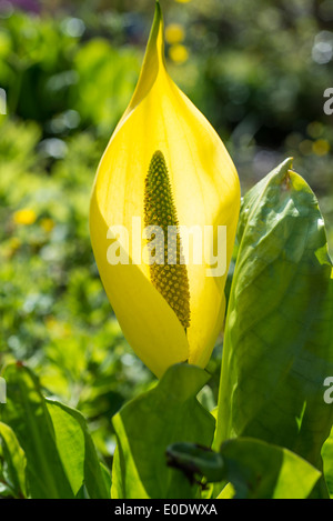 Lysichiton Americanus, auch als westliche Skunk Cabbage, gelbe Skunk Kohl oder Sumpf-Laterne Stockfoto