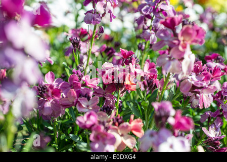 Wegrauke Cheiri 'Purple Sunset' Stockfoto