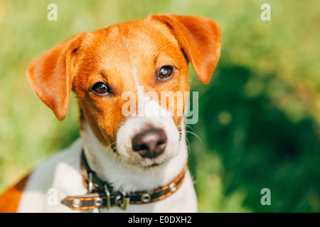 Hund jack Russel Terrier auf grünen Rasen Wiese im freien Stockfoto