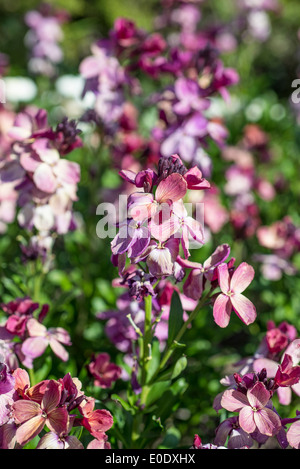 Wegrauke Cheiri 'Purple Sunset' Stockfoto