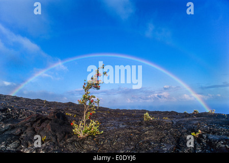 Doppelter Regenbogen über Ohia Baum in Lavastrom zu wachsen; Chain of Craters Road, Hawaii Volcanoes National Park. Stockfoto